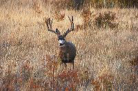 jb_mdbuck_5387