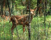 jb_mdfawn_01