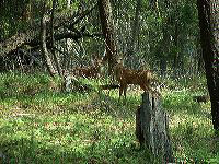 jb_mdfawns_0044