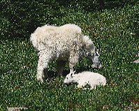 jb_mtngoats_4958