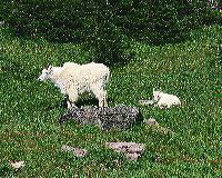 jb_mtngoats_4966