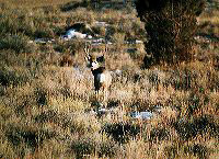 jb_muledeer_01