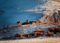 jb_muledeer_02