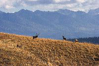 jb_muledeer_5497