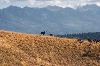 jb_muledeer_5507