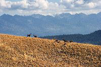 jb_muledeer_5509