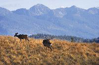 jb_muledeer_5599