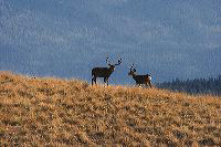jb_muleybucks_5506
