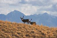jb_muleybucks_5511