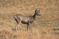 jb_muleydoe_5483