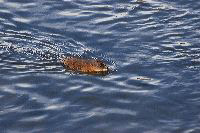jb_muskrat_3475