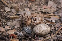 jb_nighthawk_baby_1