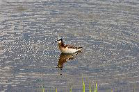 jb_phalerope_4285