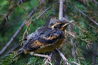 jb_robin-baby_5864