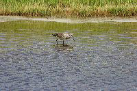 jb_shorebird_4293