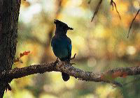 jb_stellarsjay_001