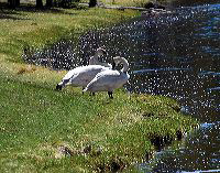 jb_swans_3716