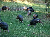 jb_turkeys01