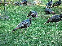 jb_turkeys02