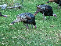 jb_turkeys03