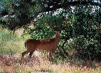 jb_whitetailbuck_01