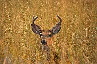 jb_whitetailbuck_5077