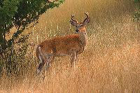jb_whitetailbuck_5092