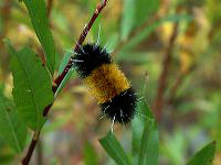 jb_woolybear_01