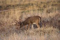 jb_wtbuck_5442