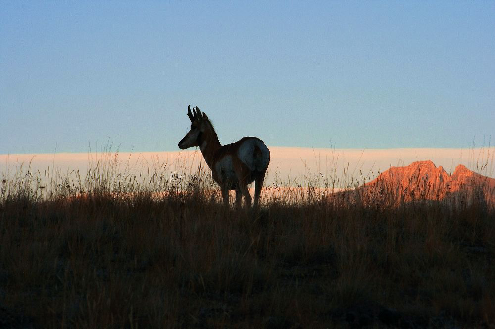jb_antelope-silh_5422.jpg