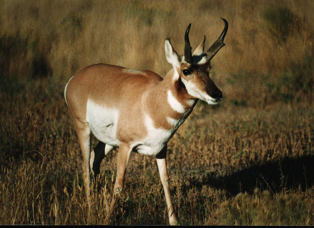 jb_antelope_01.jpg
