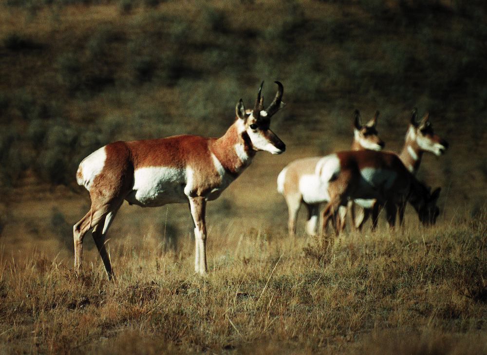 jb_antelope_02.jpg