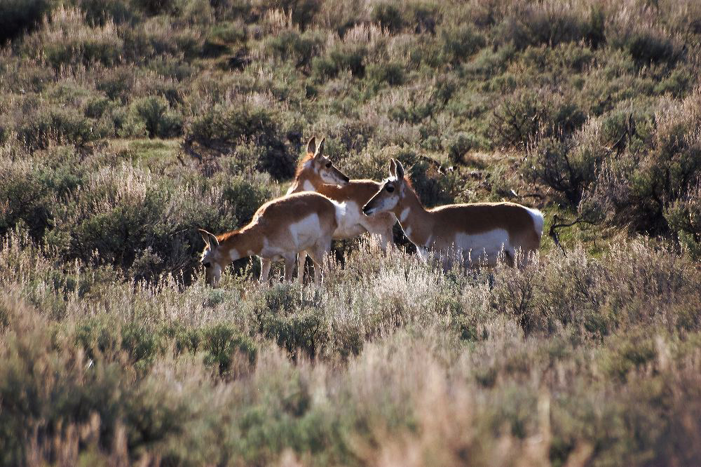 jb_antelope_3818.jpg