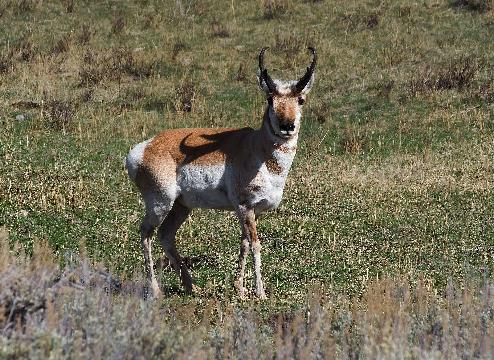 jb_antelope_3938.jpg