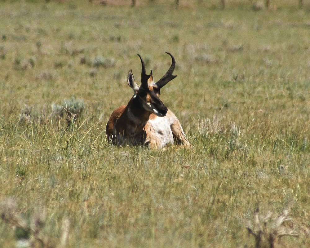 jb_antelope_6447.jpg