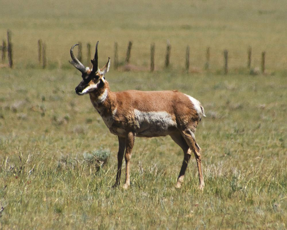 jb_antelope_6458.jpg