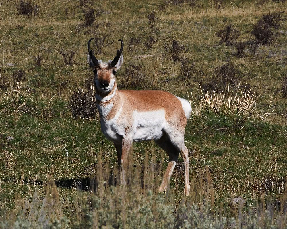 jb_antelopebuck_3926.jpg