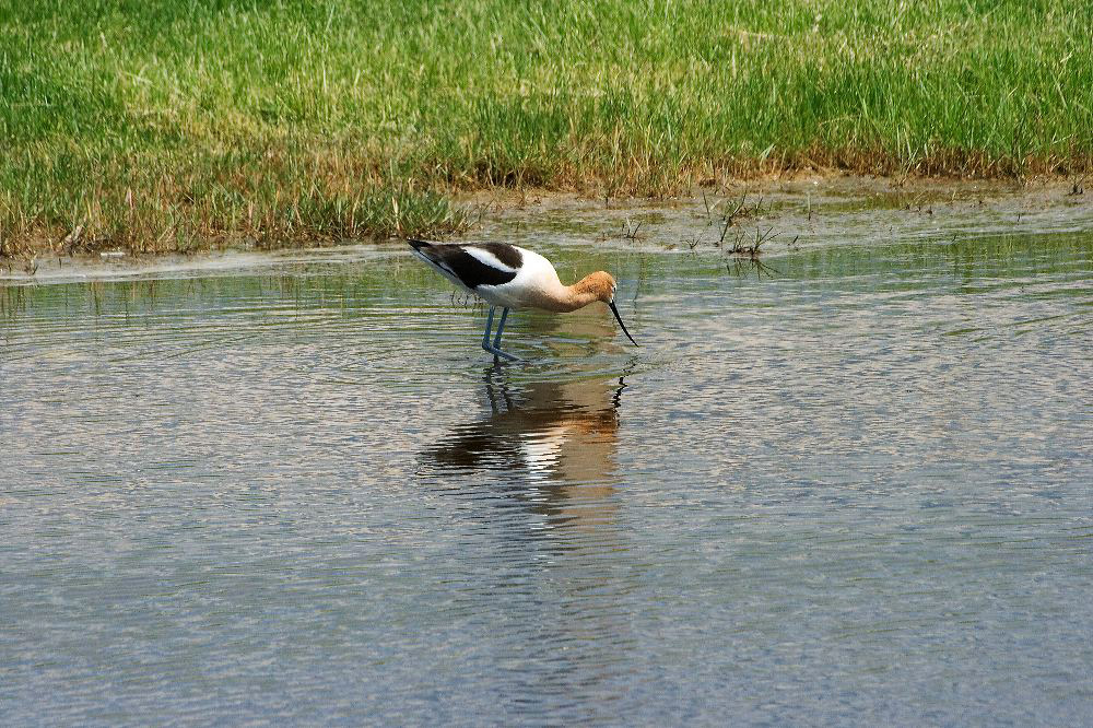 jb_avocet_4267.jpg