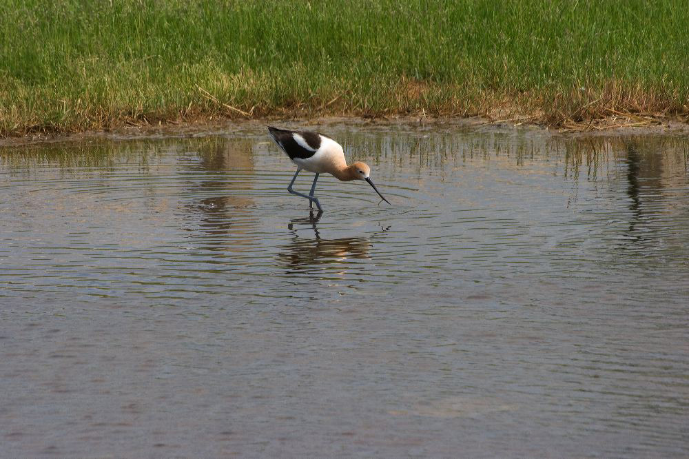 jb_avocet_4276.jpg