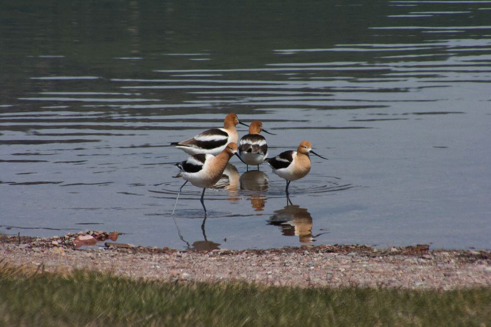 jb_avocet_5641.jpg