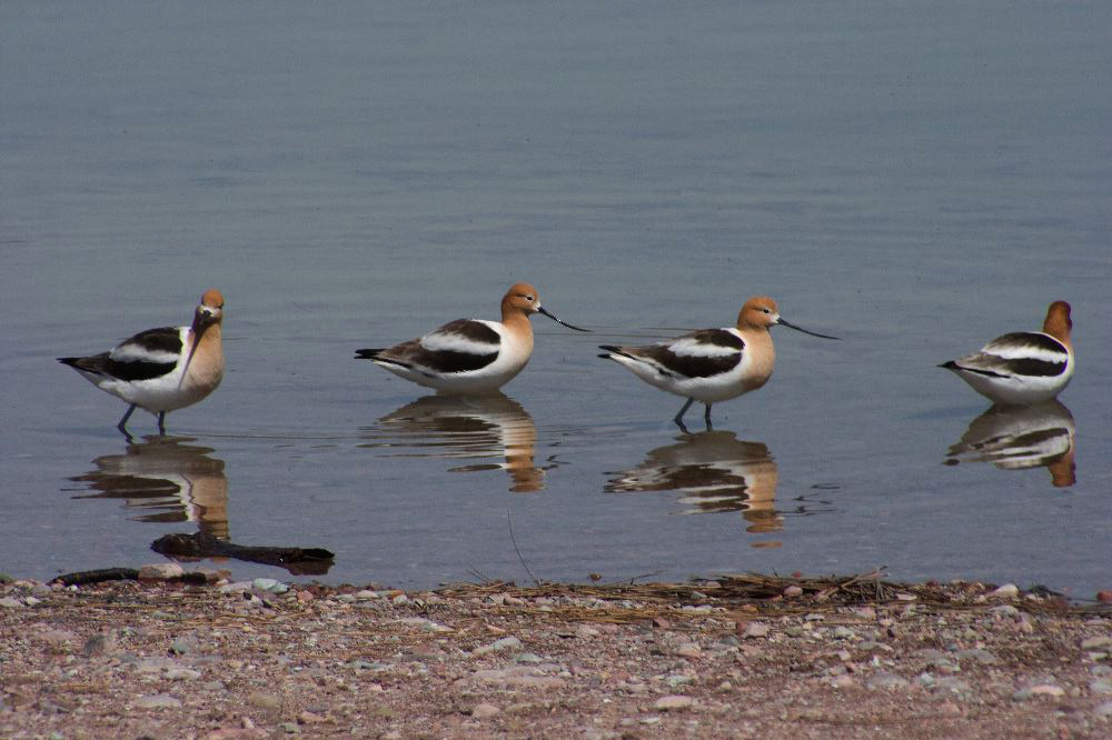 jb_avocet_5647.jpg