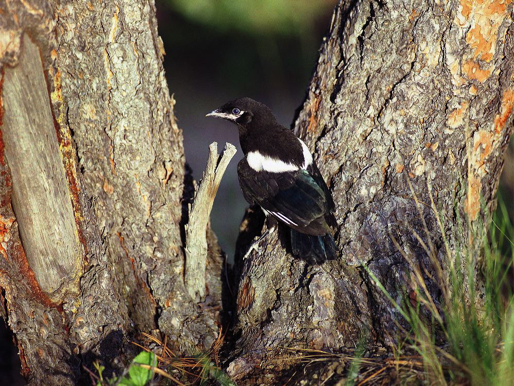 jb_babymagpie_01.jpg