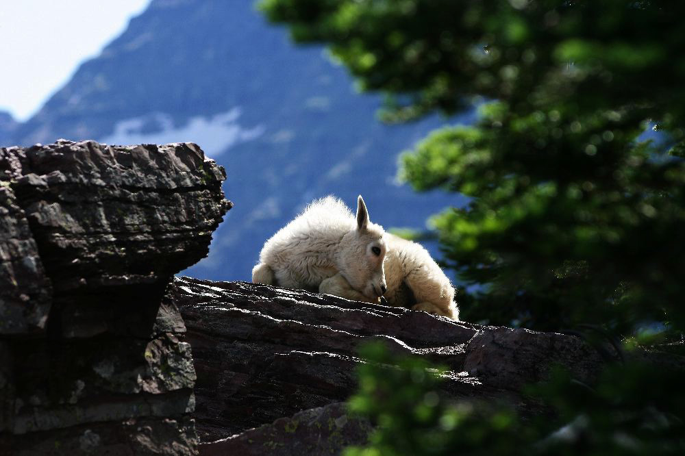 jb_babymtngoat_4932.jpg