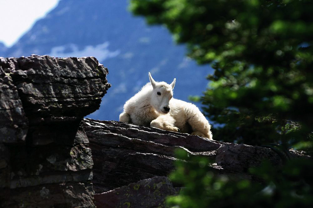 jb_babymtngoat_4933.jpg