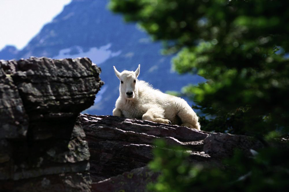 jb_babymtngoat_4936.jpg