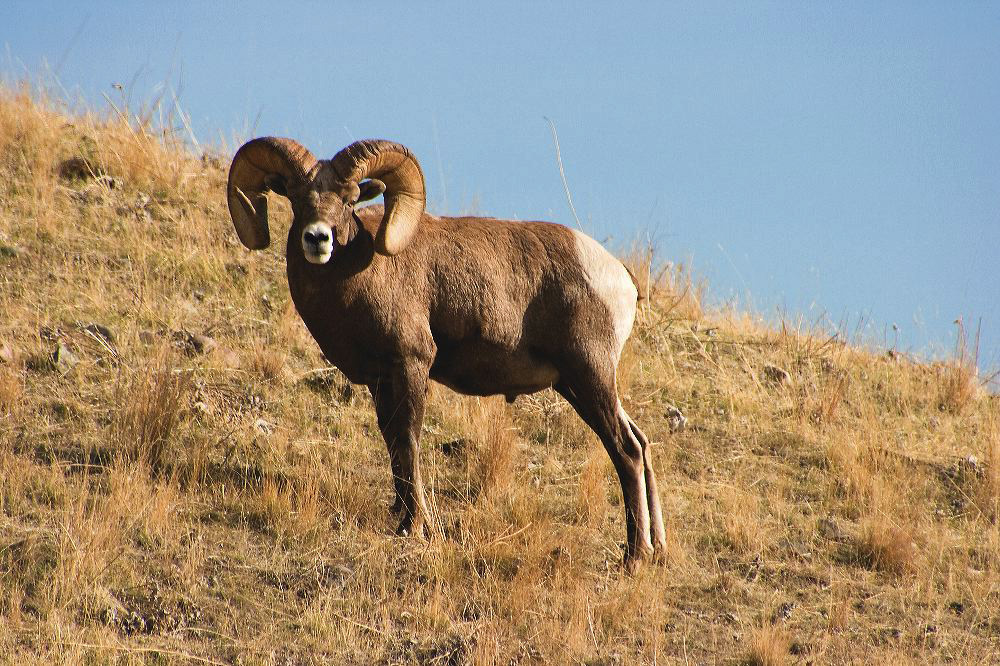 jb_bighornram_5593.jpg