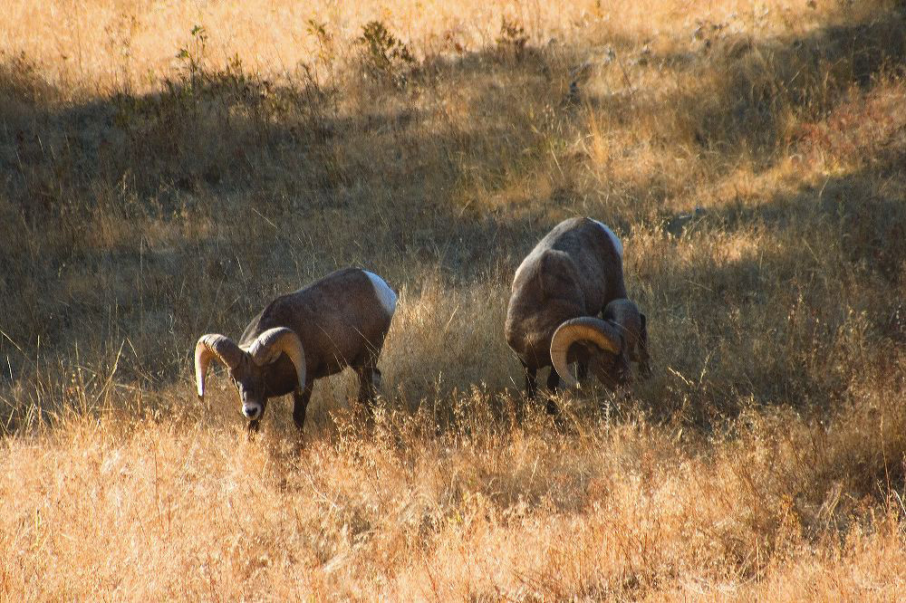 jb_bighornrams_5408.jpg