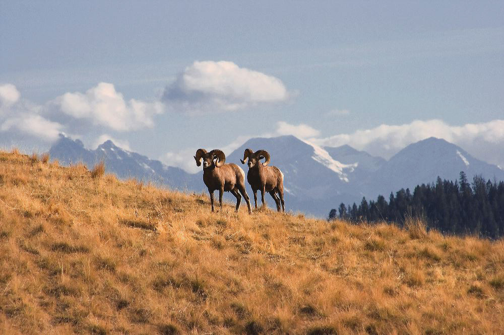 jb_bighornrams_5532.jpg