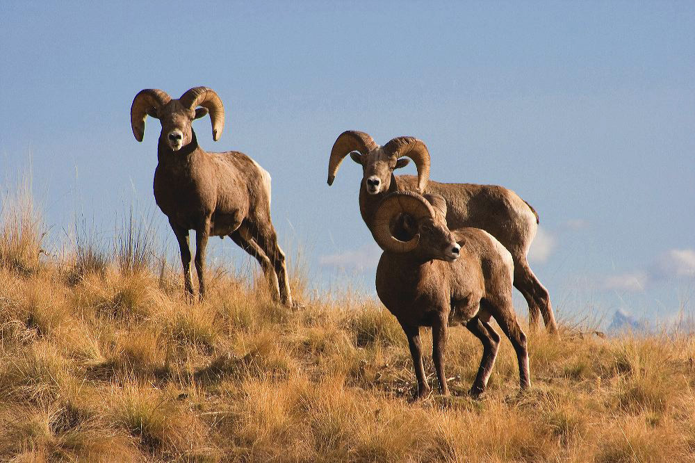 jb_bighornrams_5583.jpg