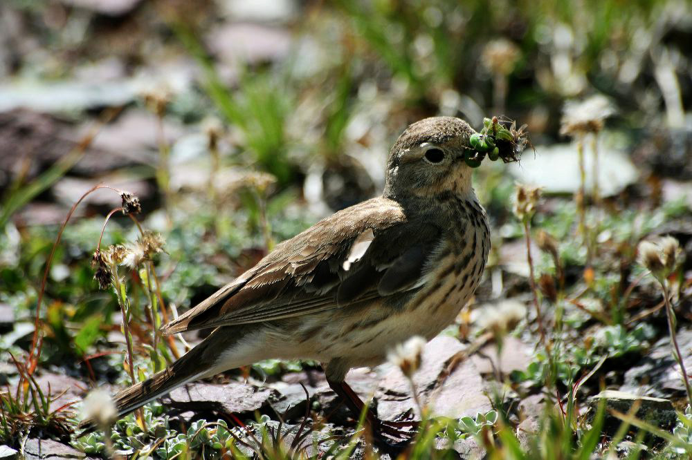 jb_bird_4954.jpg
